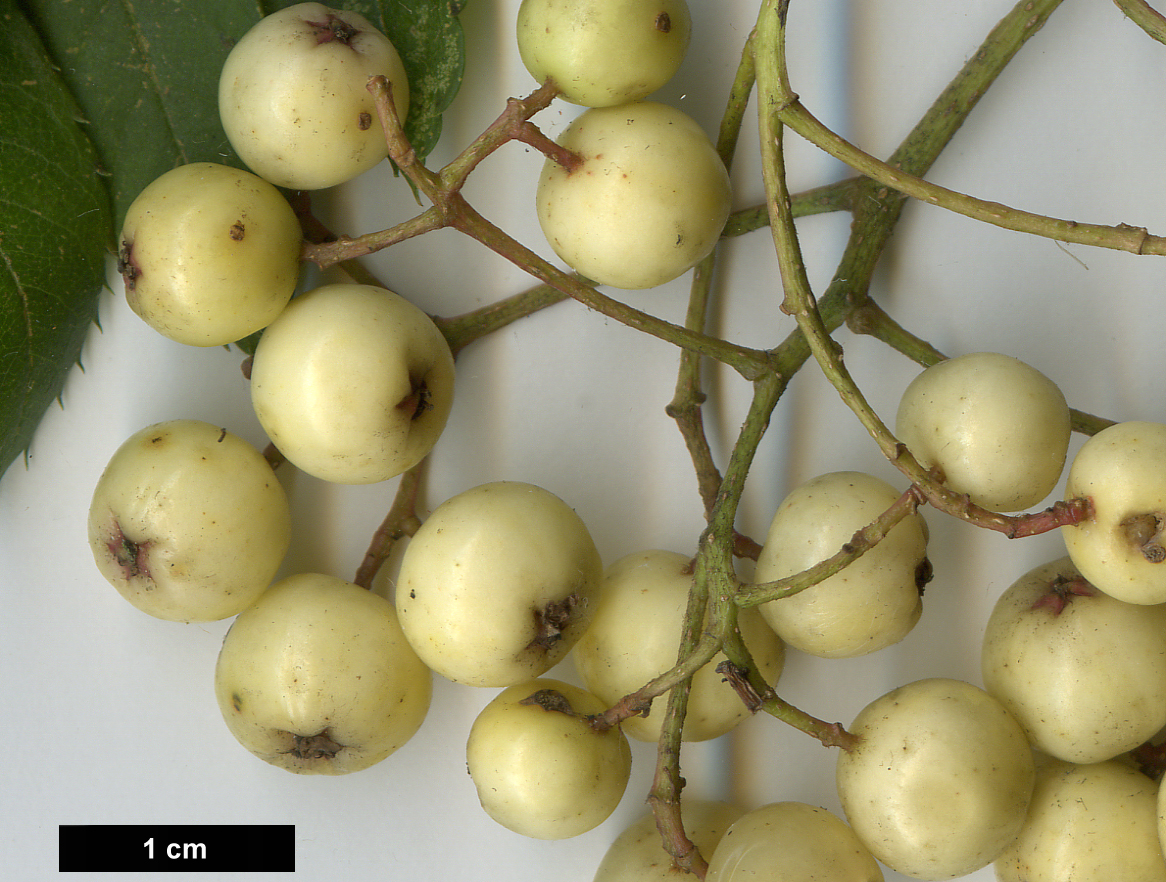 High resolution image: Family: Rosaceae - Genus: Sorbus - Taxon: 'Joseph Rock'